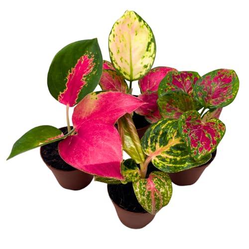 BubbleBlooms Aglaonema Assortment 2 inch Set of 4 — Patio, Lawn & Garden review